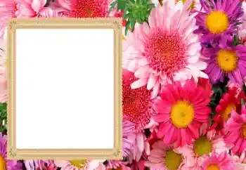 تأثير صور من فئة إطارات صور نسائية № 206193 تأثير صور من فئة إطارات صور نسائية № 206193